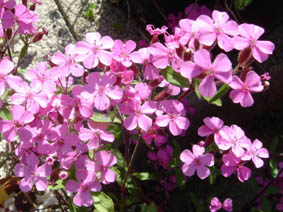 Saponnaria ocymoides